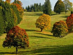 Laboratorio nel bosco