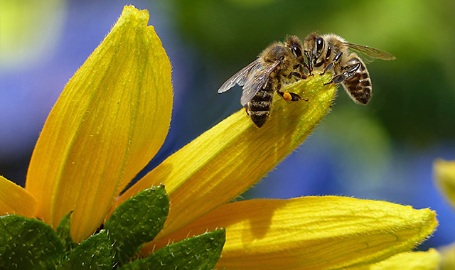 Una giornata mondiale per sottolineare l’importanza delle api