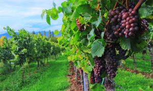 Vino: è in Sicilia la vendemmia più lunga d’Italia