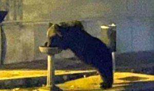 Ecco perché la morte dell’orso simbolo d’Abruzzo è l’ennesimo allarme della difficile convivenza tra uomo e natura